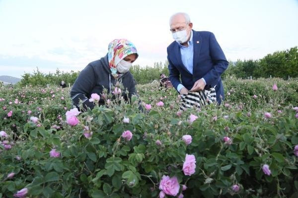 CHP lideri Kılıçdaroğlu, emekçilerle birlikte gül topladı - Resim : 2