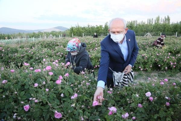 CHP lideri Kılıçdaroğlu, emekçilerle birlikte gül topladı - Resim : 3