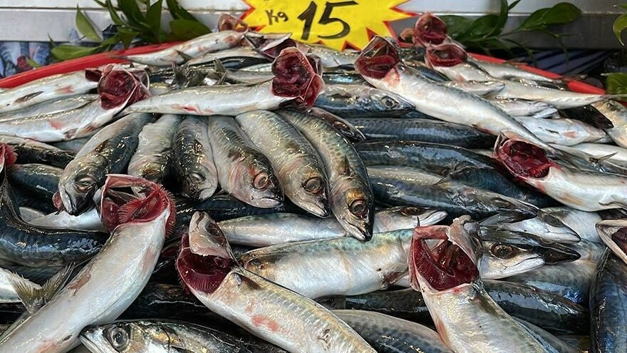 Uskumruya benzerliğiyle biliniyor: Gören alıyor - Resim : 1