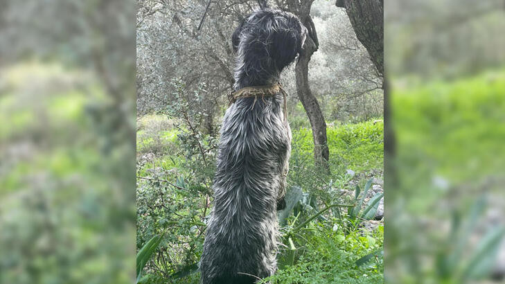 Muğla’da vahşet: Ormanda asılı halde bulundu - Resim : 1