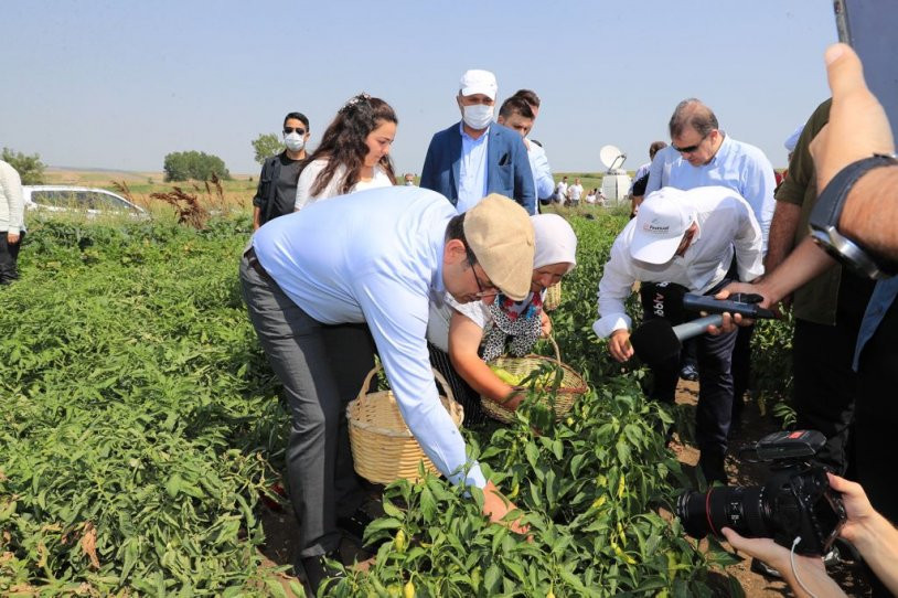 Ekrem İmamoğlu yılın ilk hasadını yaptı - Resim : 1