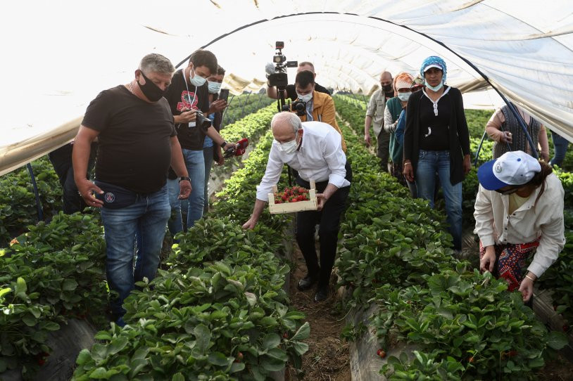 Kılıçdaroğlu, çiftçi kadınlarla çilek hasadı yaptı - Resim : 1