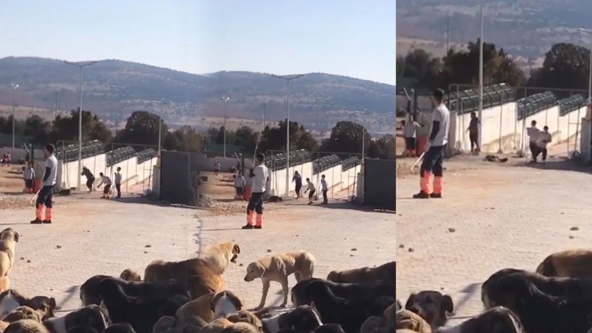 AKP'li belediyenin hayvan barınağında vahşet! - Resim : 2