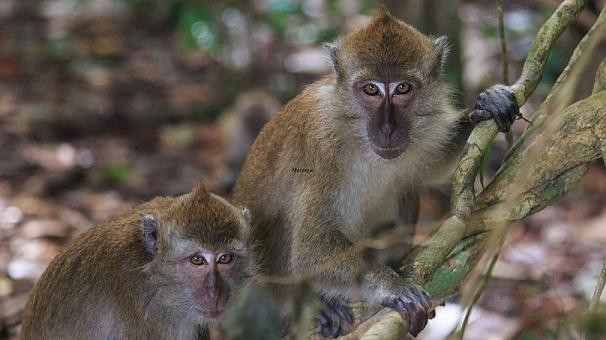 Juda chiroyli jinsiy aloqa va video