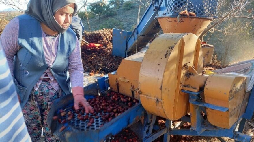 Kestaneye yüzde 150 zam... İşte pazarda satılan fiyatı - Resim : 1