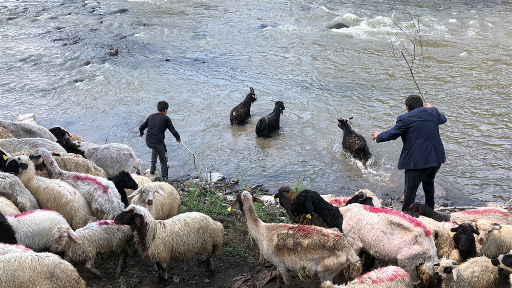 Kırkılan yüzlerce koyun Kars Çayı'nda yıkandı - Resim : 1