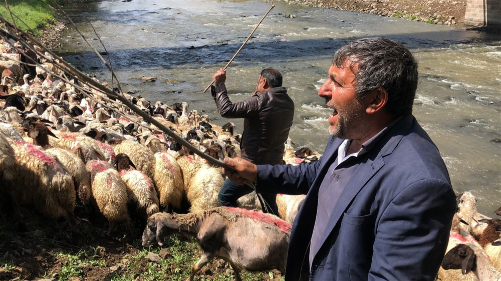 Kırkılan yüzlerce koyun Kars Çayı'nda yıkandı - Resim : 2