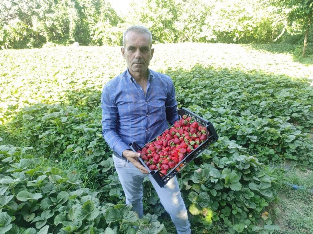 Bahçede 8 liradan satılan çilek, tezgahta 30 lira - Resim : 1