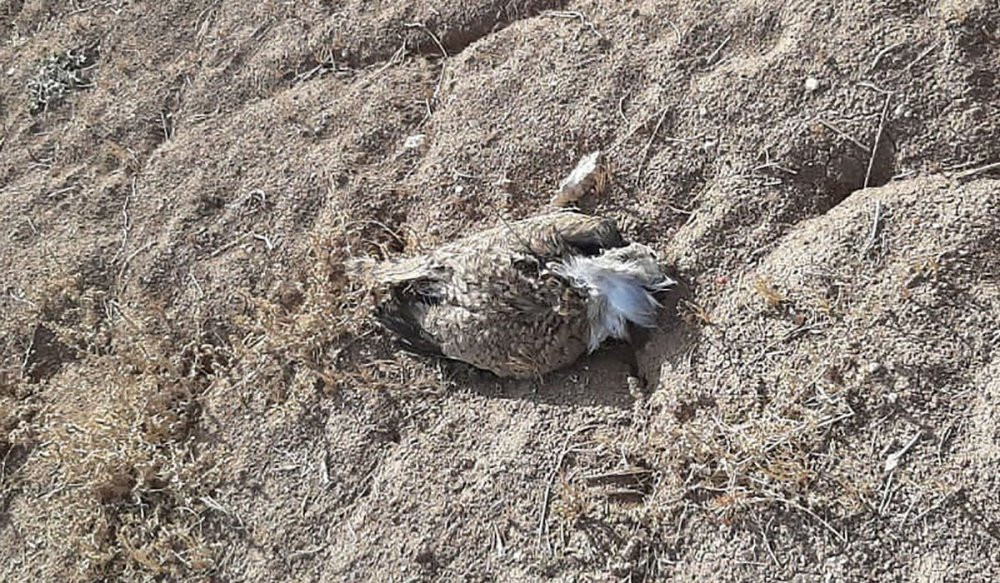 Anadolu'da görülmesi 'mucizeydi' Yozgat'ta vurdular - Resim : 2