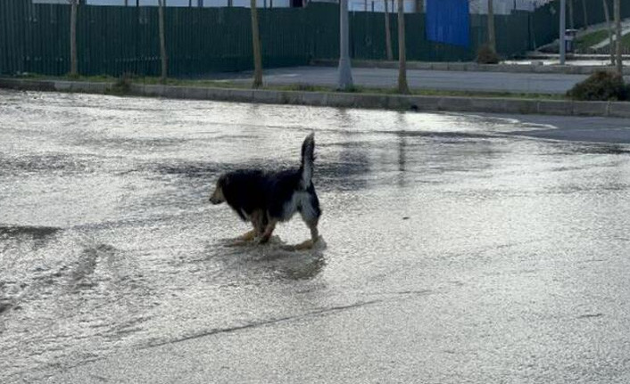 Arnavutköy'de şebeke suyu akaryakıt istasyonu ve şehir parkını göle çevirdi - Resim : 1