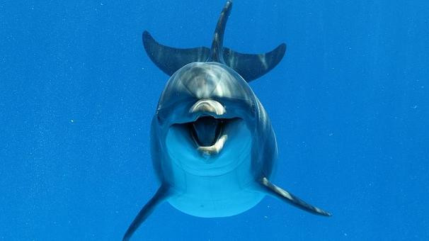 Dasha Sagalovani sikishmoqda (foto)