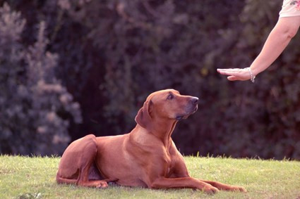 Köpeklerde eğitim ve eğitime en yatkın köpek ırkları - Resim : 1