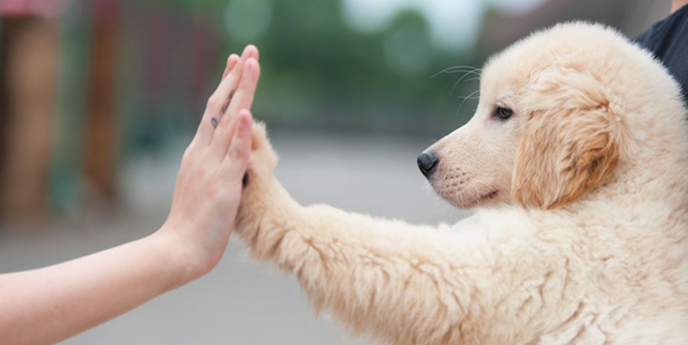 Köpeklerde eğitim ve eğitime en yatkın köpek ırkları - Resim : 2