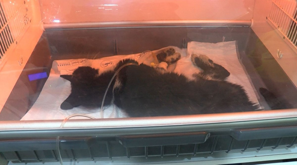 Kadıköy’de 34 kedi ölü bulundu - Resim : 1