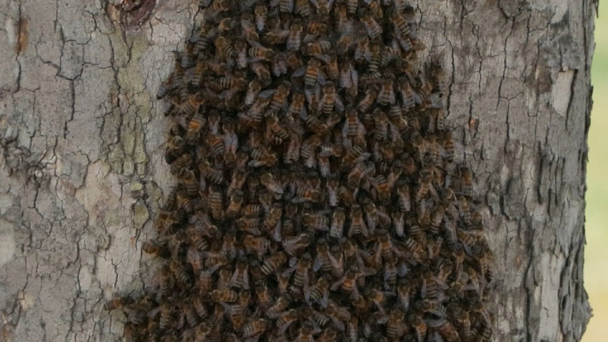 Sokağa çıkarken dikkat edin: İstanbul’da arı kâbusu - Resim : 1