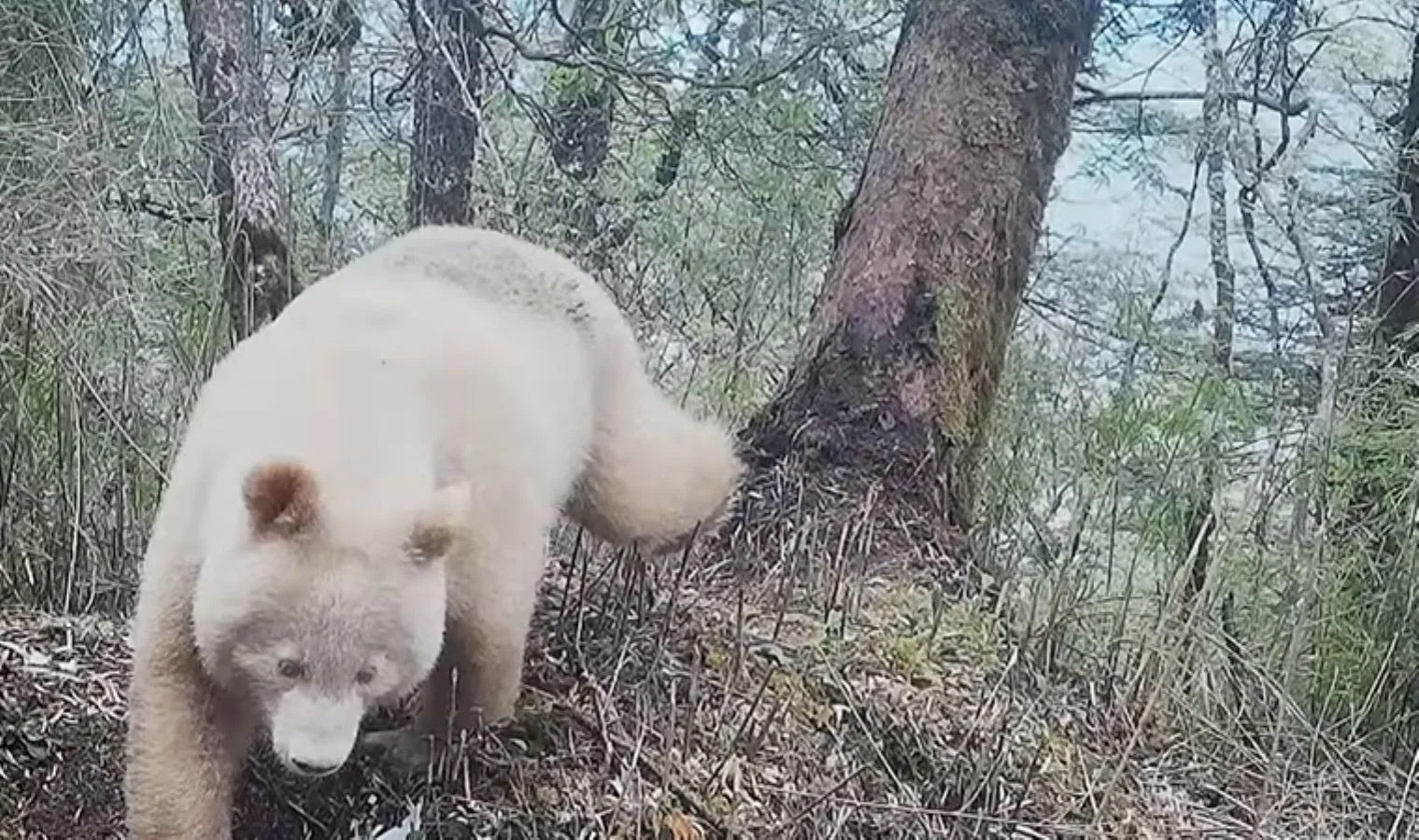 Çin'de ilk kez 2019 yılında tespit edilen albino hastası panda yeniden ortaya çıktı - Resim : 1