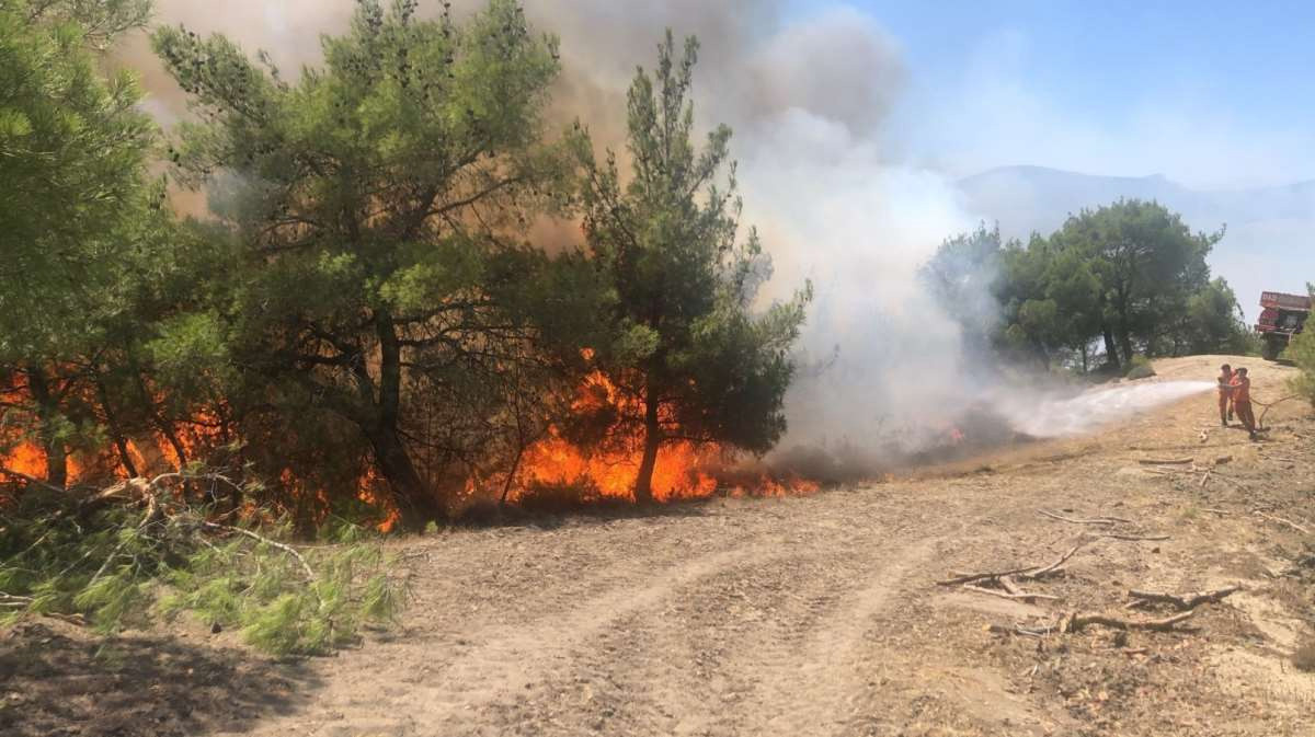 Adana'da orman yangını - Resim : 1