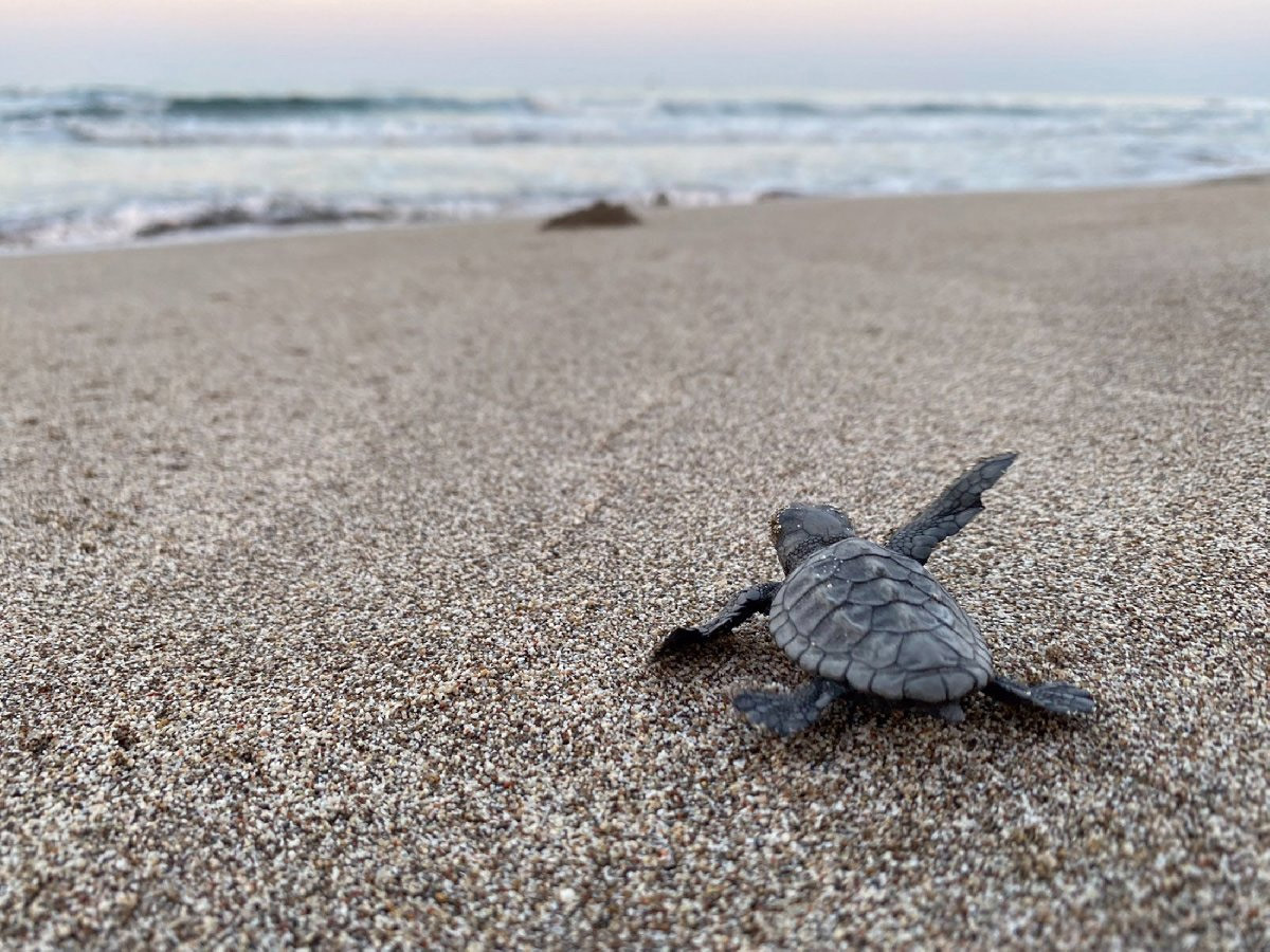 Deniz kaplumbağaları için önlemler artıyor: 25 sahilde gece yasağı - Resim : 1