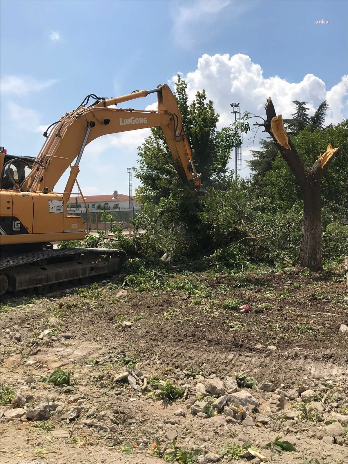 Edirne’de Devlet Demiryolları'na ait lojmanların bahçesinde çok sayıda ağaç kesildi - Resim : 1