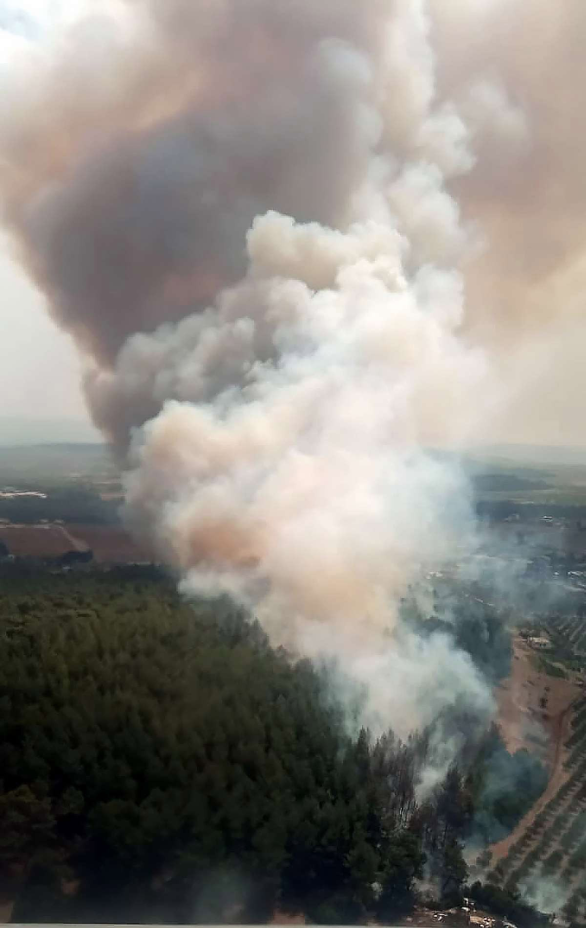 İzmir'de orman yangını çıktı - Resim : 1