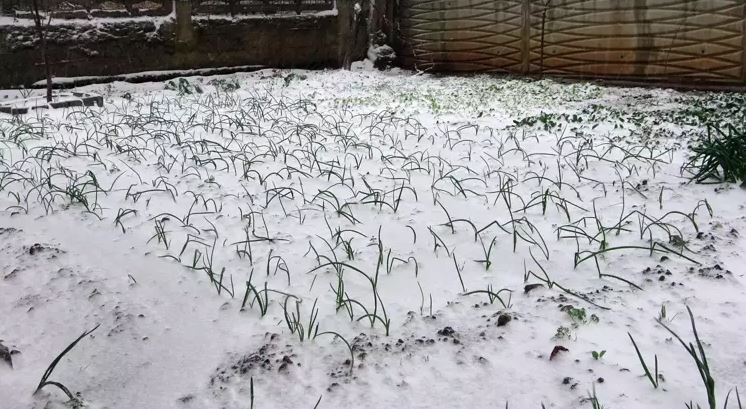 Trakya'da kar yağışı başladı - Resim : 2